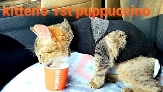 Special Needs Kitten gets First Puppuccino from Dunkin Donuts
