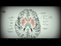 Анатомия с АВ. Базальные ядра (nuclei basales), боковые желудочки (ventriculi lateales).