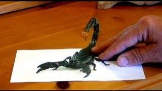 Anamorphic Scorpion Illusion