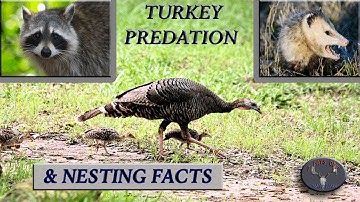 TURKEY NEST PREDATOR TRAPPING WITH NESTING FACTS .  OPOSSUM AND RACCOON TRAPPED.