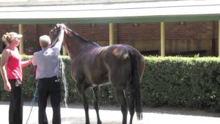 Racehorse Heat Stress