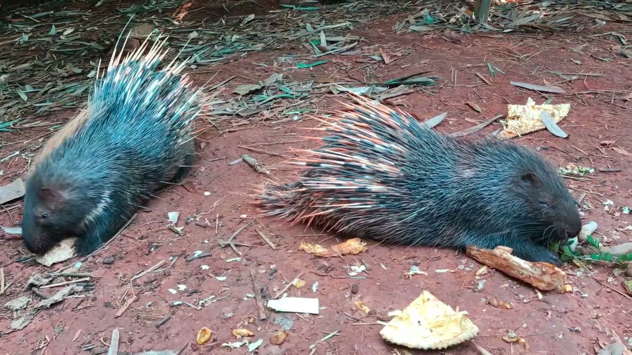 1.Two porcupines are eating different food.#porcupines#wild life#
