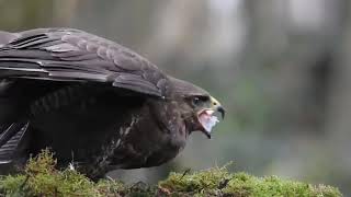 Things you need to know about BUZZARDS!