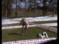 Campionato italiano di ricerca su ring per cani da tartufo, gara Prof, Federica e Alessandro