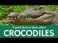 7 Quick Facts about Crocodiles and Physical Characteristics of Alligators