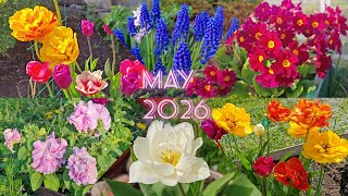Май. Тюльпаны, примула, мускарики цветут || May. Tulips, muscari 