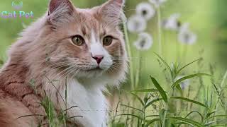 How Do I Get My Cats To Like Each Other?