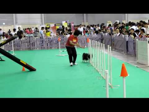 Nova @ SKC Open Mini Agility