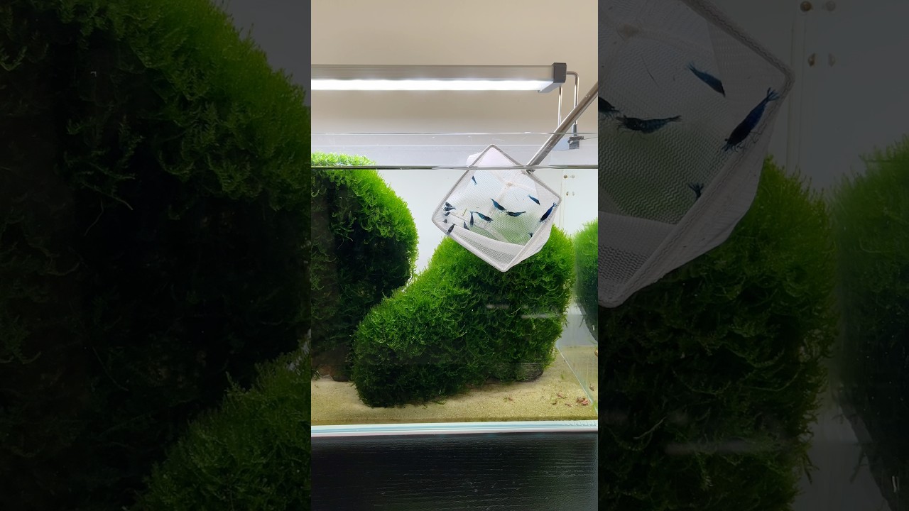 Как акклиматизировать креветок 