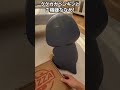 ググガガペンギンと仲直り！お家タイム