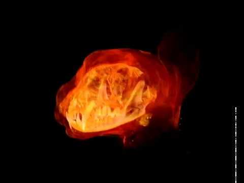 Egipto faraónico. Momificación. Momias de animales. Cabeza de felino del Museo Bíblico de León.