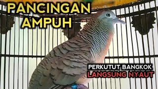 Download Lagu PANCINGAN PERKUTUT BANGKOK JUARA - LANGSUNG BUNYI GACOR #burungperkututbangkok MP3