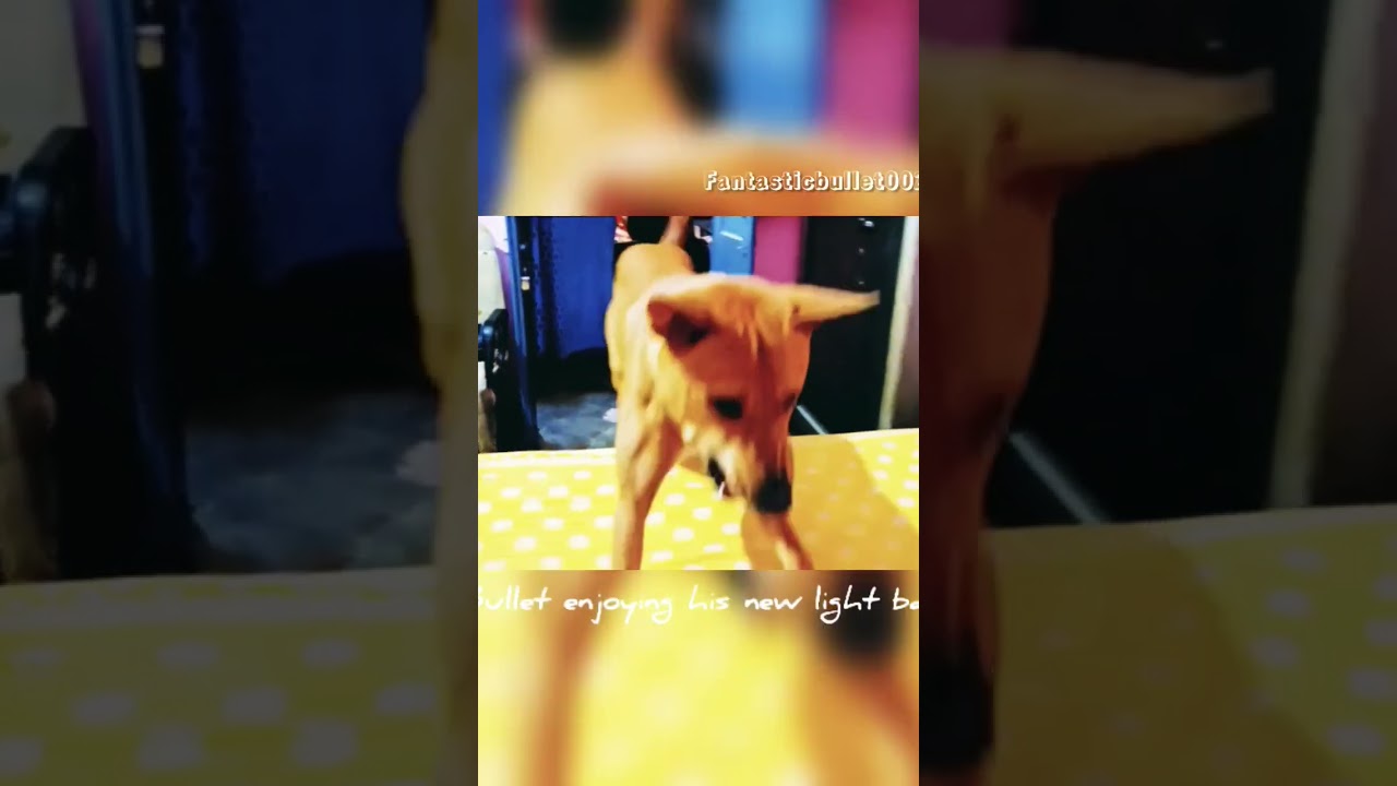 Bullet enjoying his new light ball. | Can't hold his excitement.