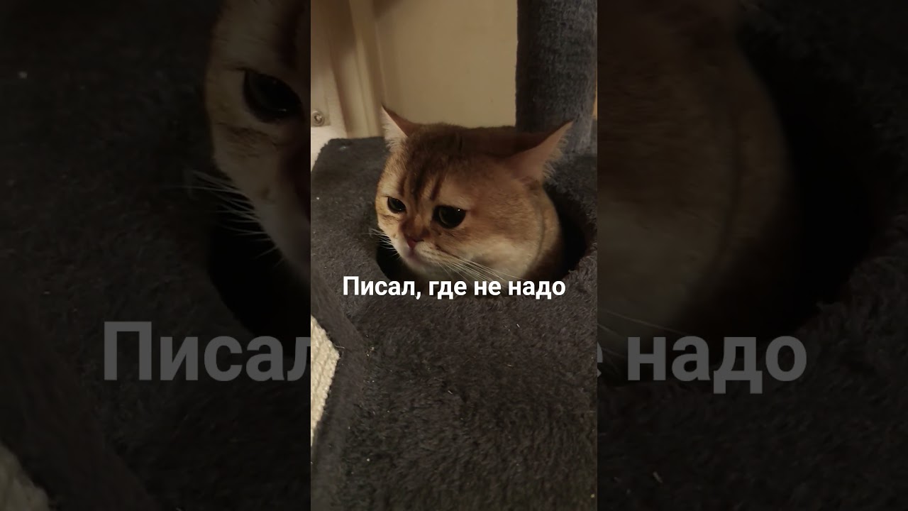 Выволочку коту устроили 