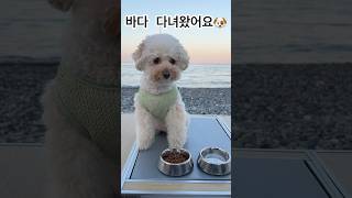 딱지와 여름 바다🌊                         #강아지#반려견#강아지브이로그#일상 #강아지여행 #반려견여행 #강아지바다#dog #dogvlog#반려동물#힐링영상