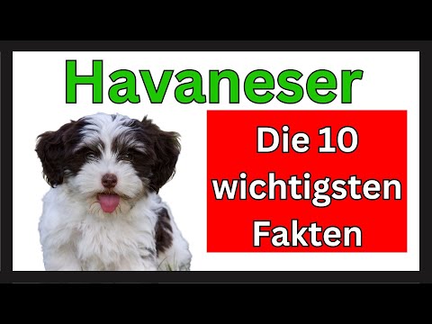 Video: Havaneser Hunde sind großartige Haustiere für Familien