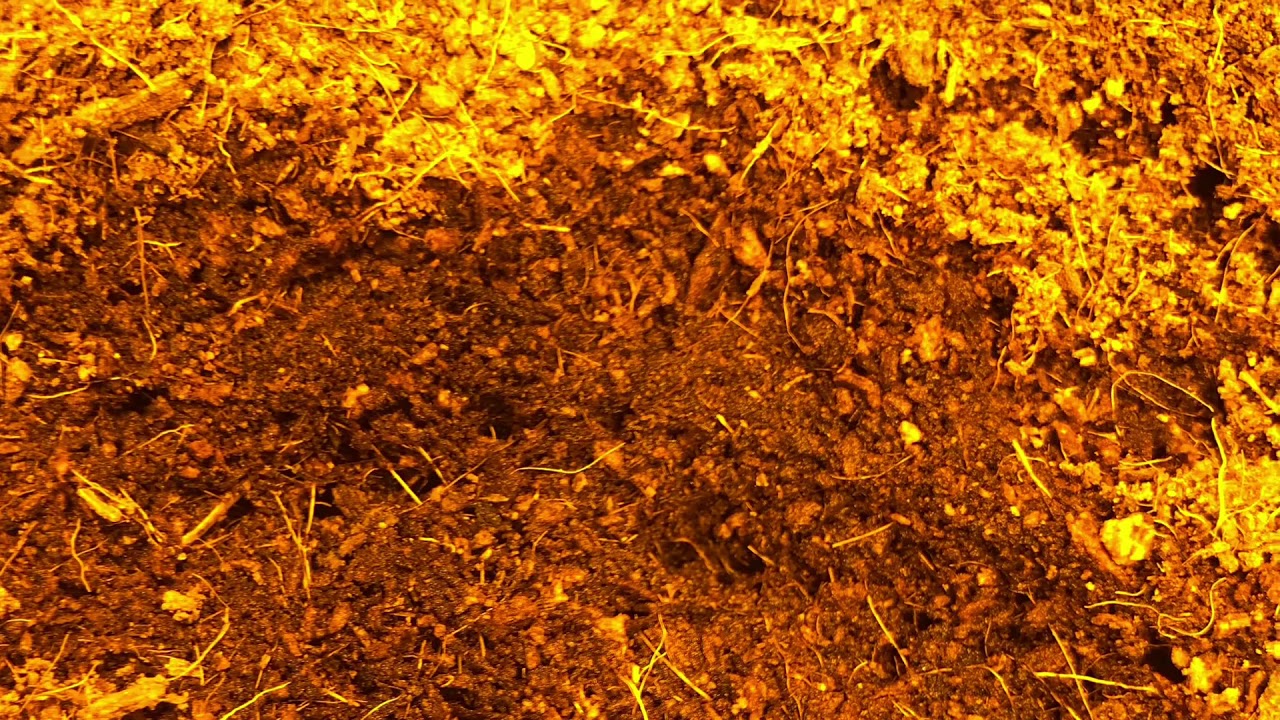 Think different auto flower