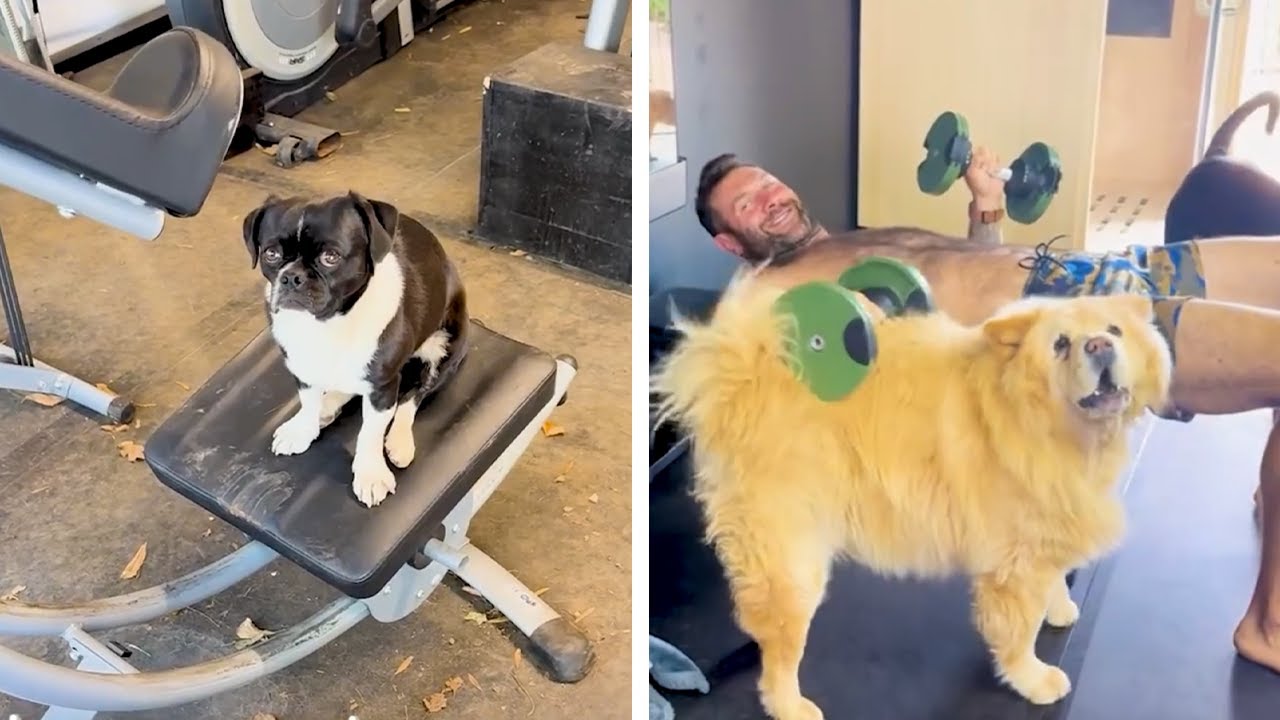 I tried to workout... my dogs had other plans.