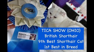 TICA show (Columbus,Ohio). Simba/Yerik is the Best British Shorthair! Golden Whiskers Cattery