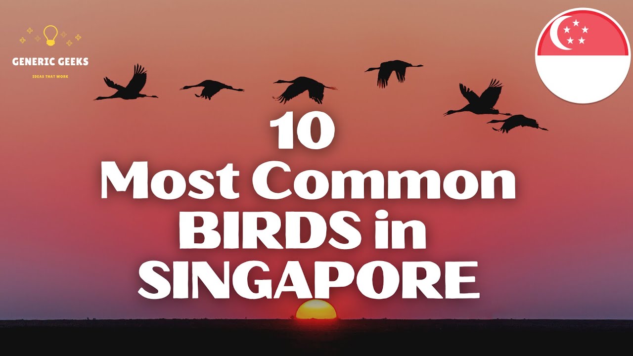 10 Most Common Birds in Singapore 🇸🇬 YouTube