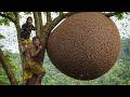 One Mistake = Game Over | Dangerous Wild Honey Hunting on an Ancient Tree (No Ropes)