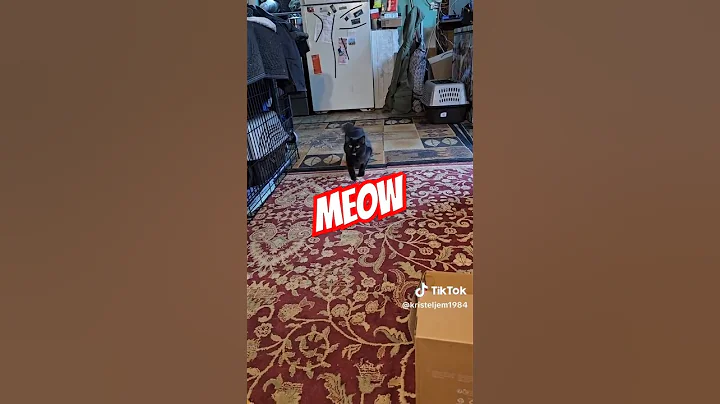 Watch the video about Cutest, fluffy Maine Coon meowing #kitten #fyp #cat #cute #funny #pets #cats #shortvideo #shorts