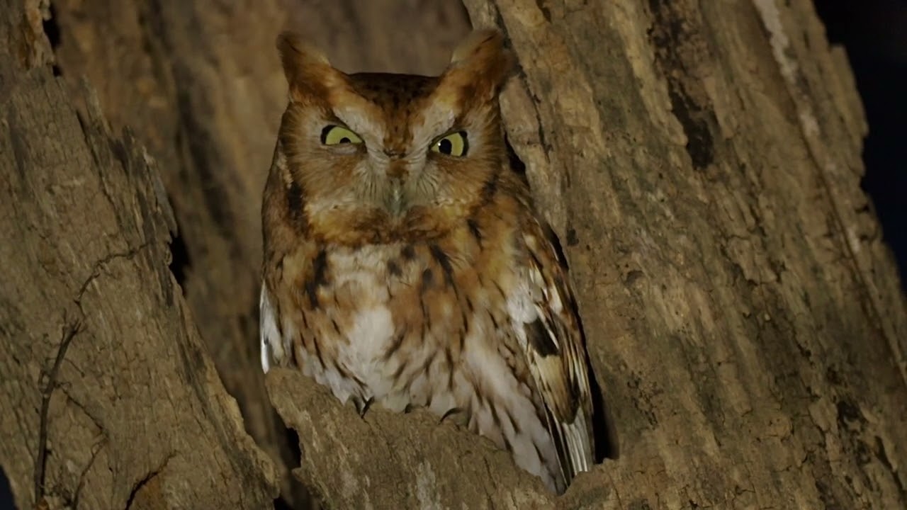 Eastern Screech Owl in the backyard of Turkey Run Park, Boone Bottoms Trail!
