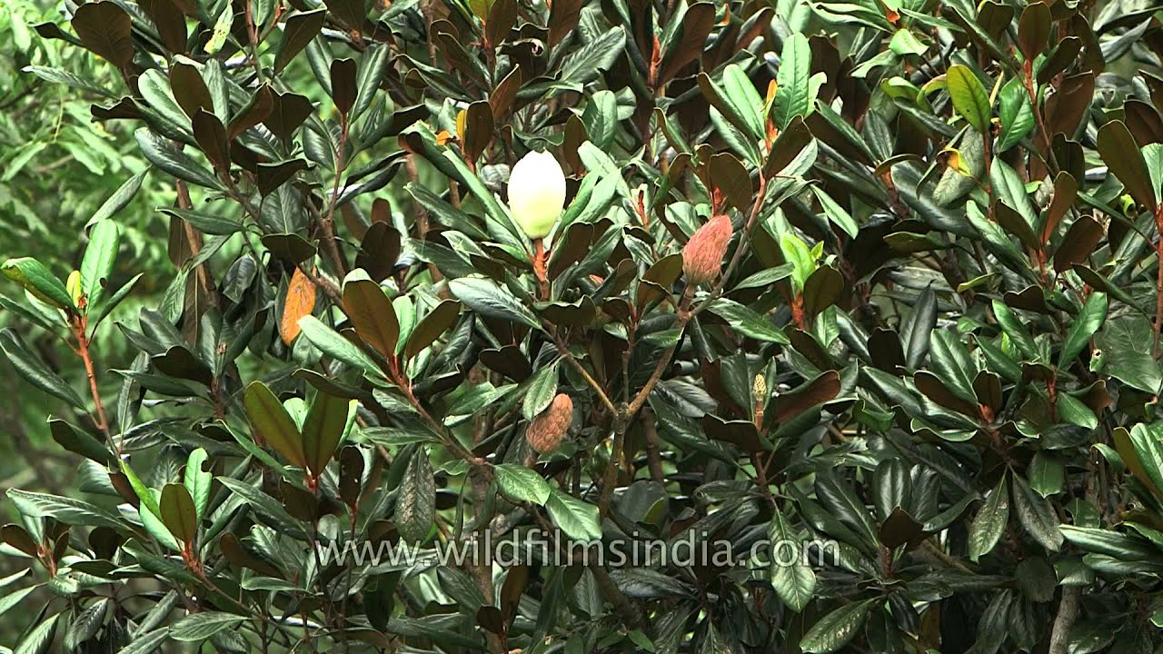 Budding flowers of a Magnolia tree , Uttarakhand