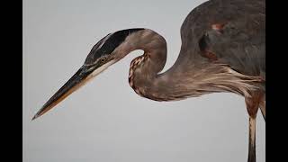 Anhinga, Ibis, Egrets, and Alligators