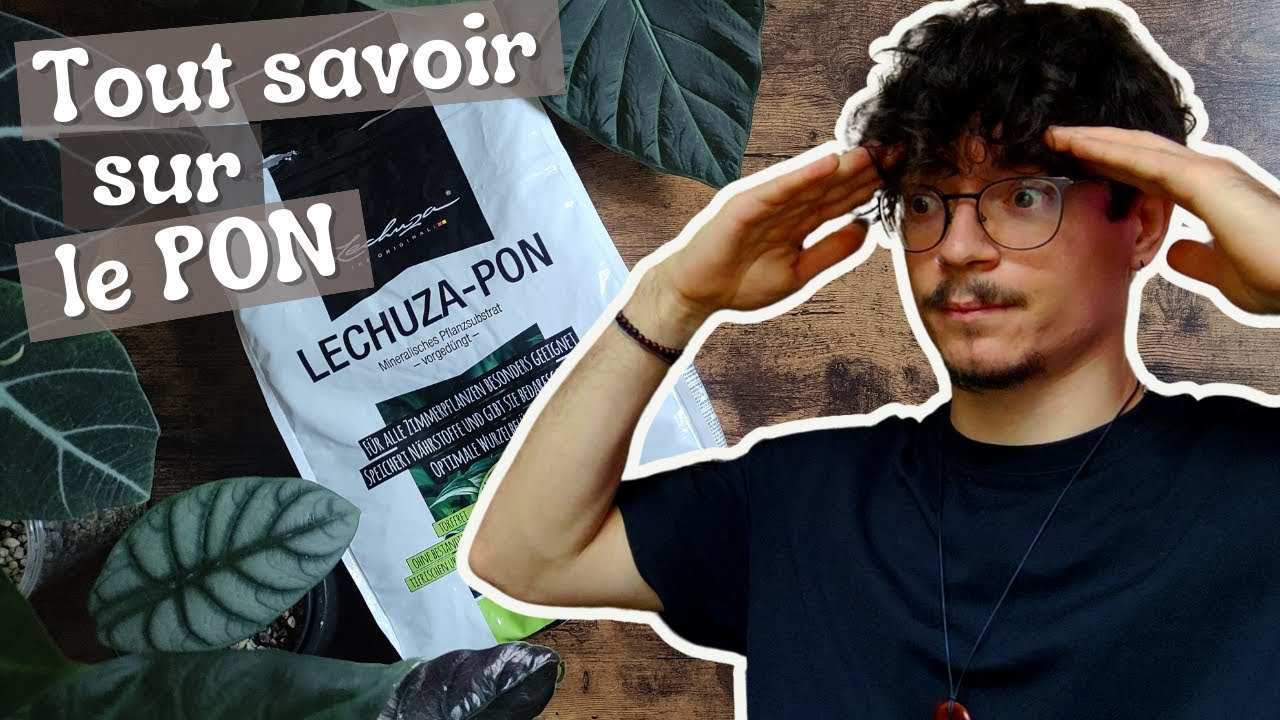 Le LECHUZA-PON - Tout ce qu'il faut savoir (compo, pour qui, pourquoi...)