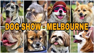 DOG - A - THON ( Dog Show) - Melbourne - Australia - Chelsea