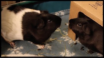 Noisy guinea pig fight