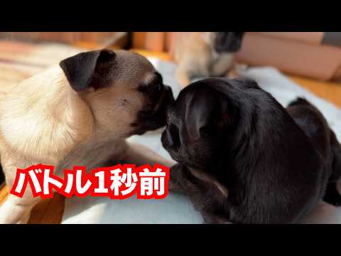酷暑💦3パグのお昼の過ごし方_pug