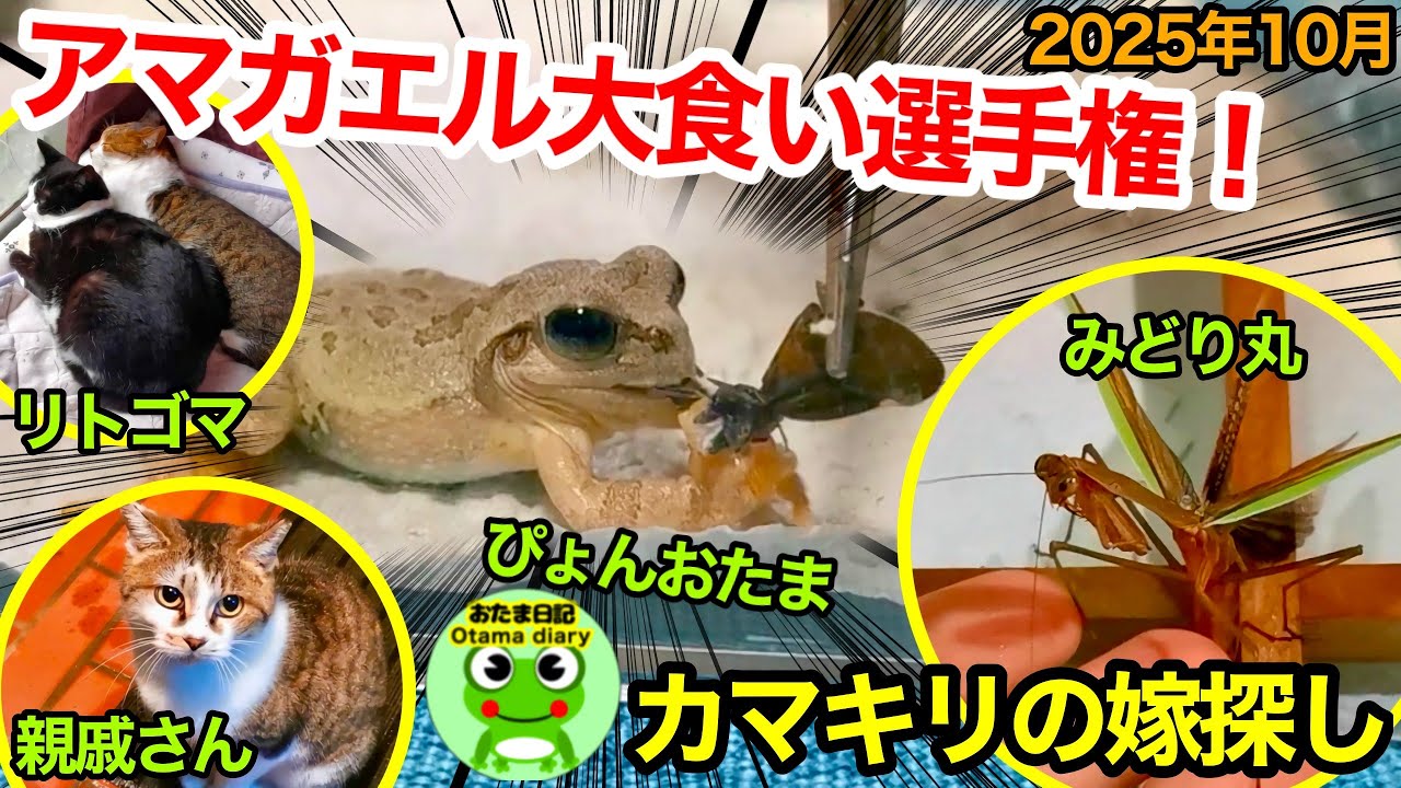 【たまちゃんのみ】 NEW】サンジョルディ Mたまごちゃん（ちょっと大きめ） （色をお選び