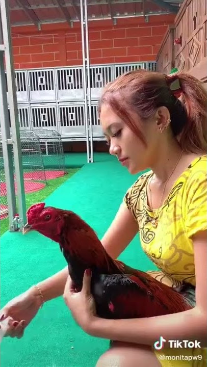 Cara ngasih jamu Ayam Ala Botoh Cantik