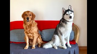 Husky \& Golden Retriever waiting for owner - dogs can't contain their excitement when owner's home