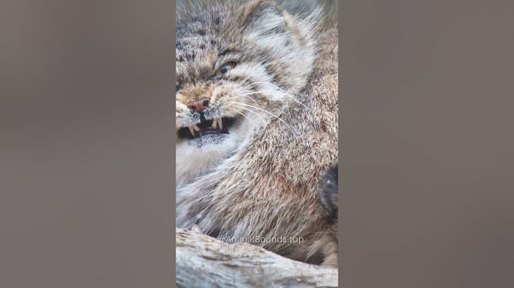Video 2997261: manul cat cute, manul animal, cat sounds animals