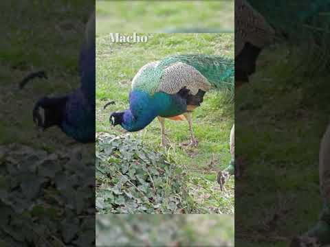 Video: ¿Qué es un pavo real spalding?