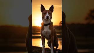 One interesting tip about the Basenji that many people might not know #basenji  #aicreation