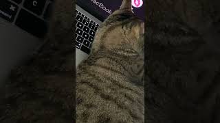 It Cat The Cute Kitty Tries To Suppress Her Guilt When She Cut Off My Access To The Computer