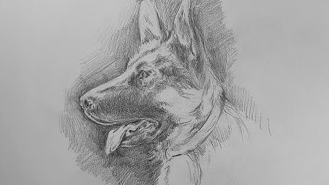 Step by Step: German Shepherd Drawing