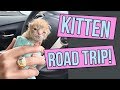 How to Road Trip with Kittens!