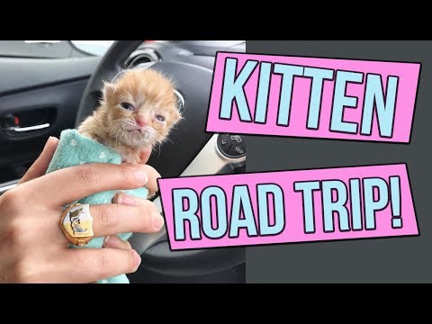Video: Hoe Een Kitten Te Vervoeren?