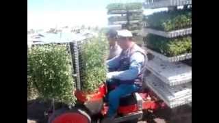 Trapianto Pomodori Con Macchinetta Morgillo