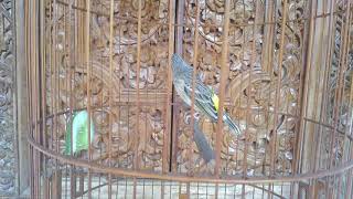 Download Lagu Blactroath jinak teman ngopi pagi😁😁😝 MP3