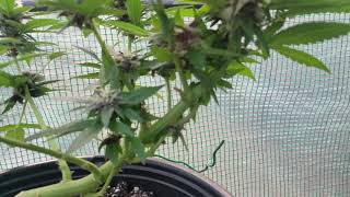 canna bonsai