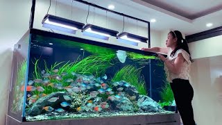 Super Clean Rainbowfish Aquarium! Maintenance Rainbowfish Tank