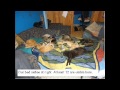 Cyprus cats need help の動画、YouTube動画。