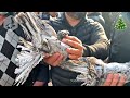 Птичий рынок г. Ташкент - ГОЛУБИ (25.12.2021) / Uzbek Pigeons / Usbekische tauben