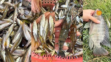 Đổ Lú Cống Và Câu Cá Tôm ở Quê | Út Miền Tây